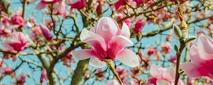 Preview wallpaper magnolia, flowers, pink, tree, bloom
