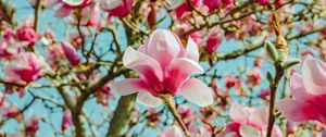 Preview wallpaper magnolia, flowers, pink, tree, bloom