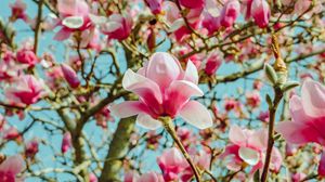 Preview wallpaper magnolia, flowers, pink, tree, bloom