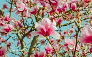 Preview wallpaper magnolia, flowers, pink, tree, bloom
