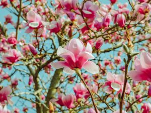 Preview wallpaper magnolia, flowers, pink, tree, bloom