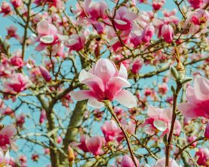 Preview wallpaper magnolia, flowers, pink, tree, bloom