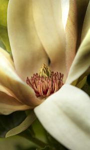 Preview wallpaper magnolia, petals, macro, flower