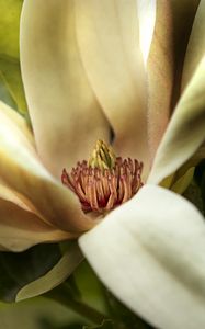 Preview wallpaper magnolia, petals, macro, flower