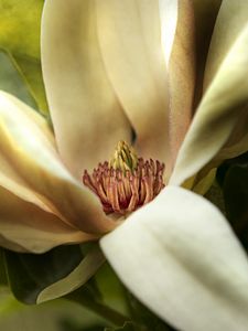 Preview wallpaper magnolia, petals, macro, flower