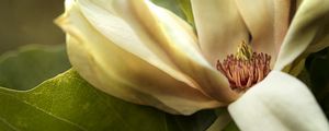 Preview wallpaper magnolia, petals, macro, flower