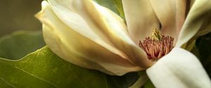 Preview wallpaper magnolia, petals, macro, flower