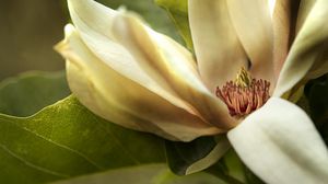 Preview wallpaper magnolia, petals, macro, flower