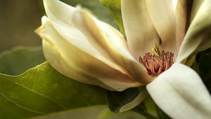 Preview wallpaper magnolia, petals, macro, flower