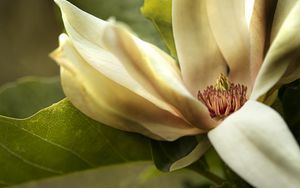 Preview wallpaper magnolia, petals, macro, flower