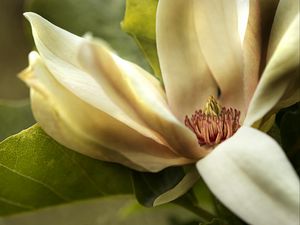 Preview wallpaper magnolia, petals, macro, flower