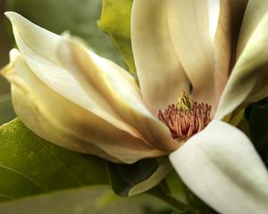 Preview wallpaper magnolia, petals, macro, flower
