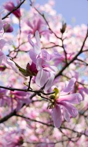 Preview wallpaper magnolia, petals, macro, flowers, spring