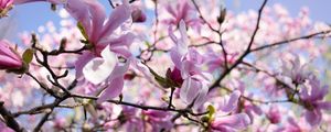 Preview wallpaper magnolia, petals, macro, flowers, spring