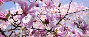 Preview wallpaper magnolia, petals, macro, flowers, spring