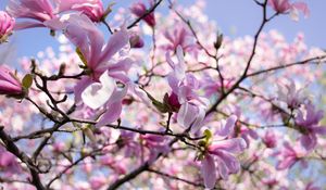 Preview wallpaper magnolia, petals, macro, flowers, spring