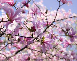 Preview wallpaper magnolia, petals, macro, flowers, spring