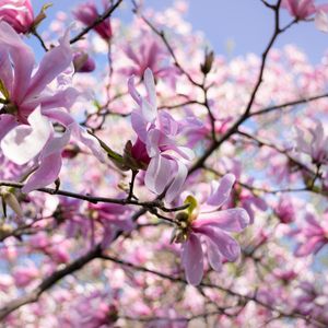 Preview wallpaper magnolia, petals, macro, flowers, spring