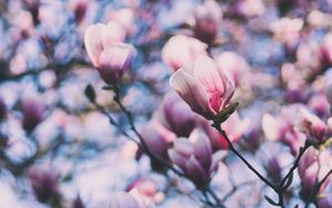 Preview wallpaper magnolia, pink, branches, blossom