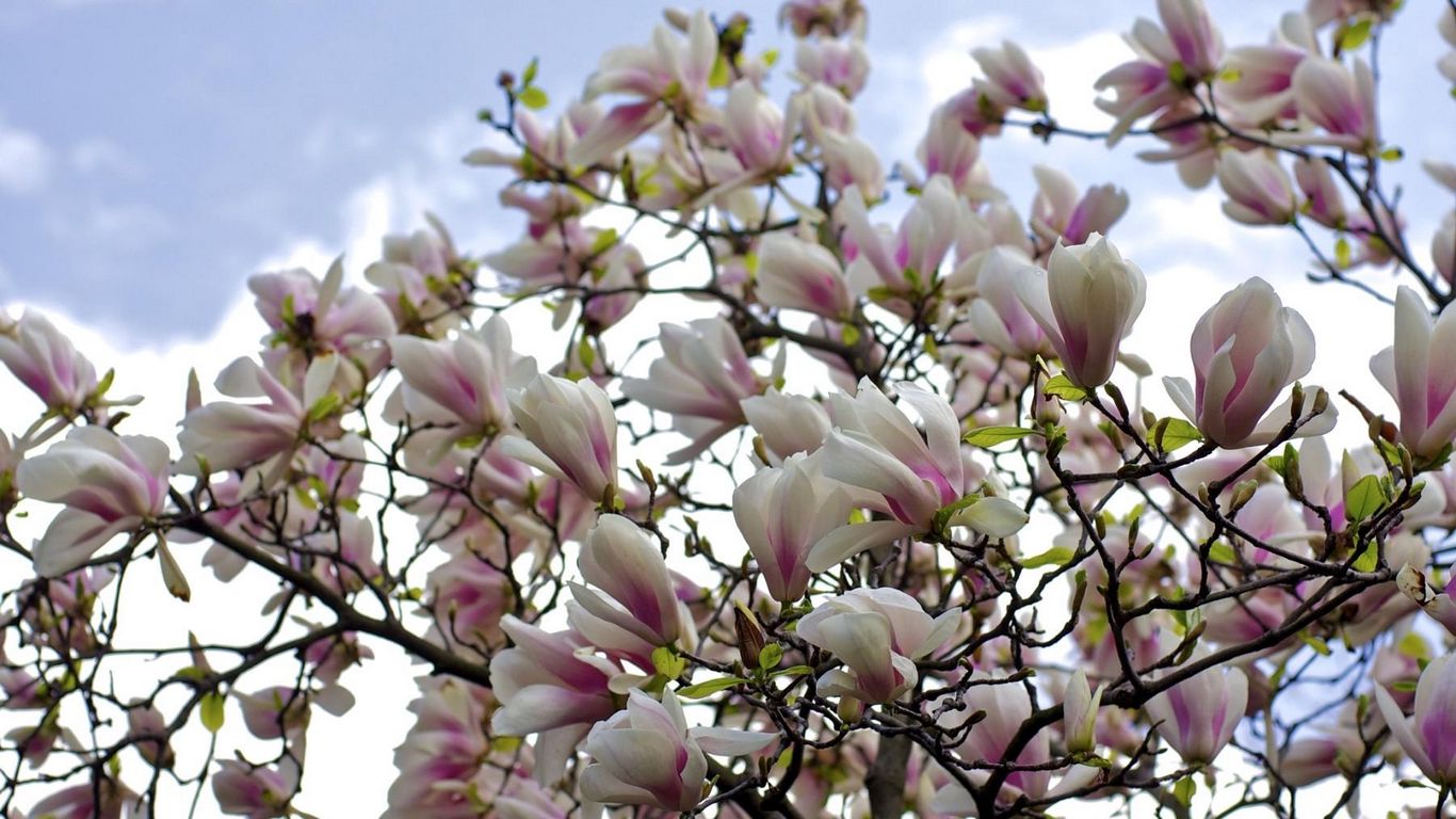 Download wallpaper 1366x768 magnolia, shrubs, flowering, branches, sky ...