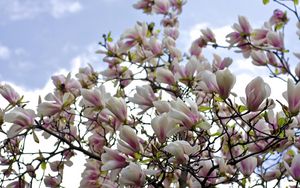 Preview wallpaper magnolia, shrubs, flowering, branches, sky