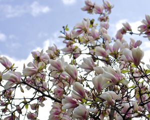 Preview wallpaper magnolia, shrubs, flowering, branches, sky