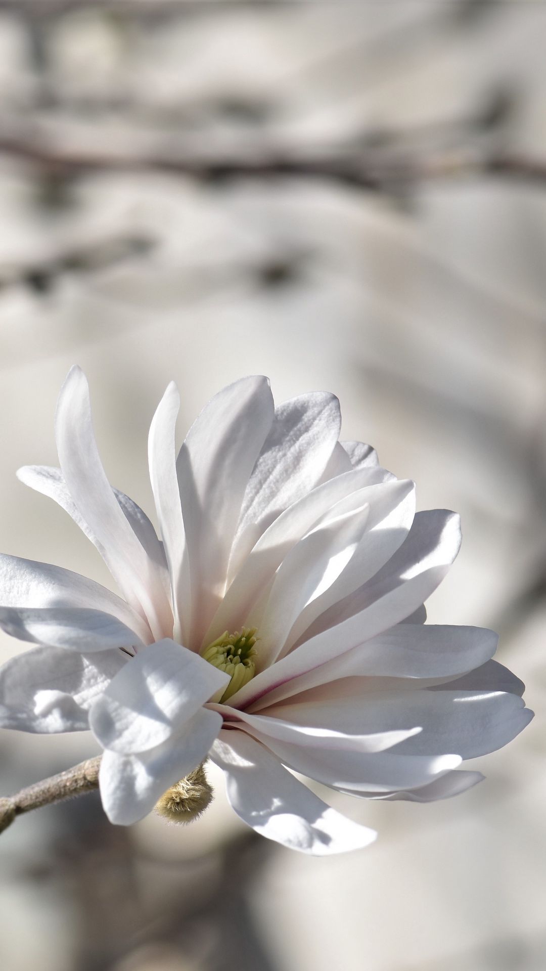 1080x1920 Wallpaper magnolia, tree, flowers