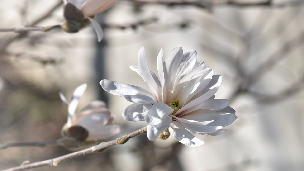 Wallpaper magnolia, tree, flowers