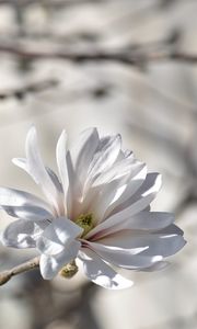 Preview wallpaper magnolia, tree, flowers
