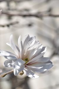 Preview wallpaper magnolia, tree, flowers
