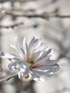 Preview wallpaper magnolia, tree, flowers