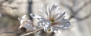 Preview wallpaper magnolia, tree, flowers