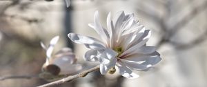 Preview wallpaper magnolia, tree, flowers