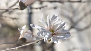 Preview wallpaper magnolia, tree, flowers
