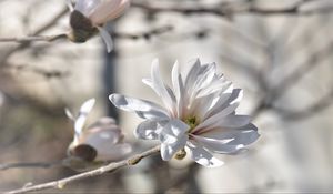 Preview wallpaper magnolia, tree, flowers