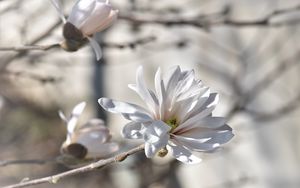 Preview wallpaper magnolia, tree, flowers