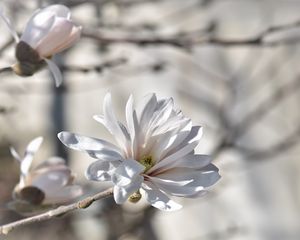Preview wallpaper magnolia, tree, flowers