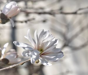 Preview wallpaper magnolia, tree, flowers