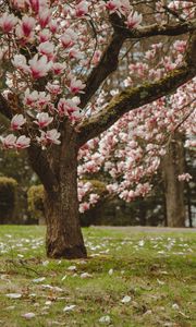 Preview wallpaper magnolia, tree, flowers, pink, bloom