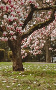 Preview wallpaper magnolia, tree, flowers, pink, bloom
