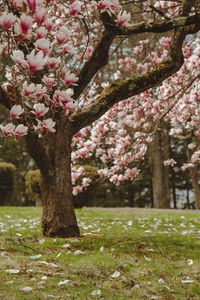 Preview wallpaper magnolia, tree, flowers, pink, bloom