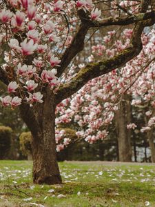 Preview wallpaper magnolia, tree, flowers, pink, bloom