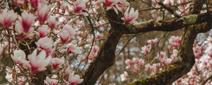 Preview wallpaper magnolia, tree, flowers, pink, bloom