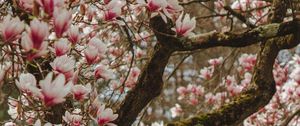 Preview wallpaper magnolia, tree, flowers, pink, bloom
