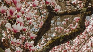 Preview wallpaper magnolia, tree, flowers, pink, bloom