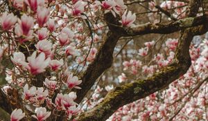 Preview wallpaper magnolia, tree, flowers, pink, bloom