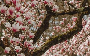 Preview wallpaper magnolia, tree, flowers, pink, bloom