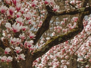 Preview wallpaper magnolia, tree, flowers, pink, bloom