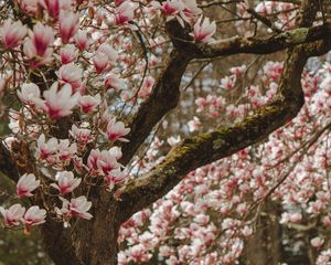 Preview wallpaper magnolia, tree, flowers, pink, bloom
