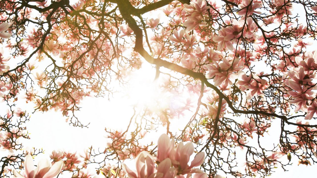 Wallpaper magnolia, tree, flowers, pink, sunlight